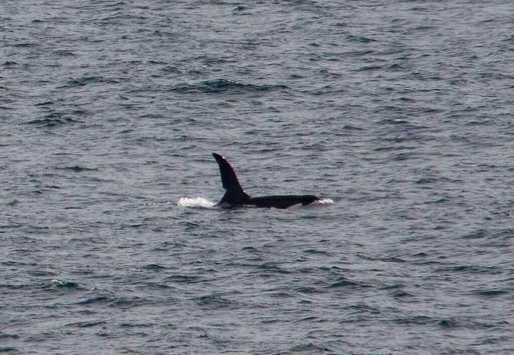 Orca Whale spotted in Porthcurno