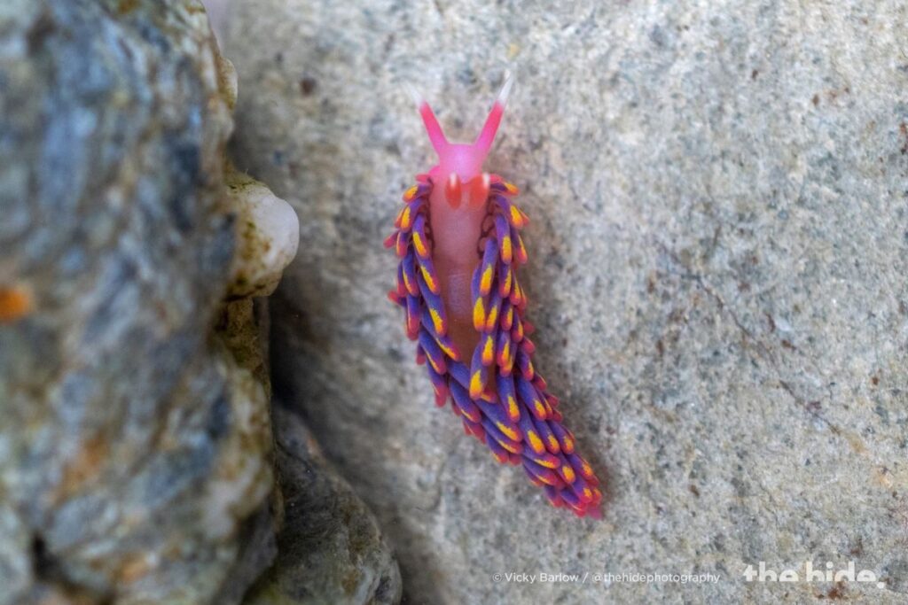 Rainbow sea slug in Cornwall, Falmouth