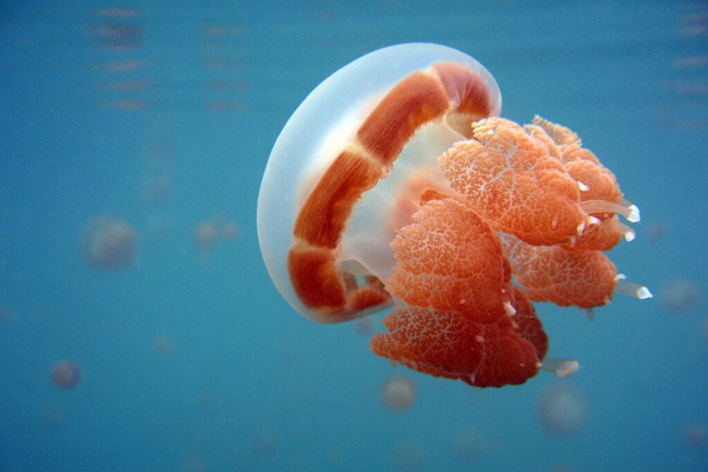 Siphonophore vs jellyfish: a jellyfish swimming in a clear blue ocean