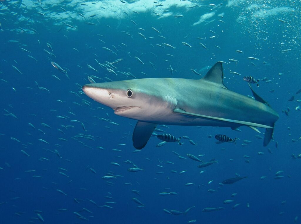 Blue shark swimming with small fish