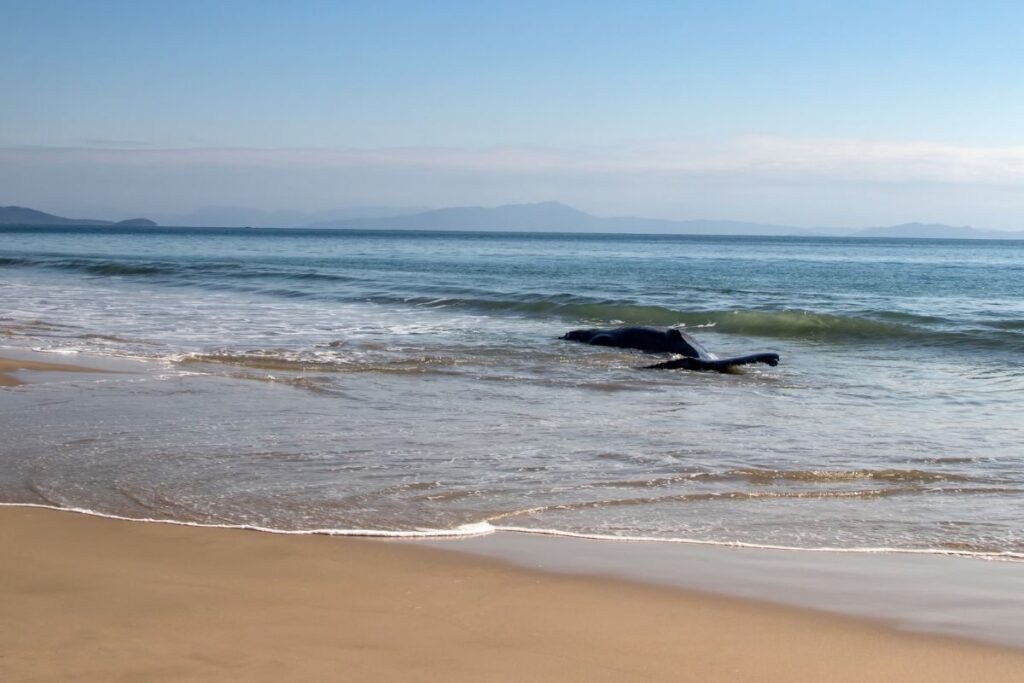 Why do whales get stranded? A whale swept into the shallow waters of a beach
