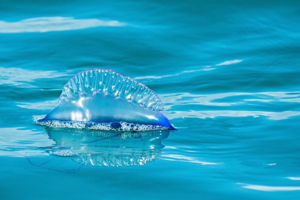 Portuguese man o war siphonophore floating in a blue ocean