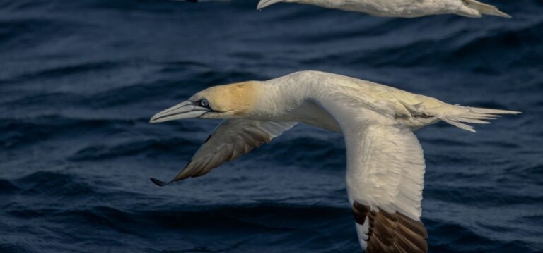Gannet seabird