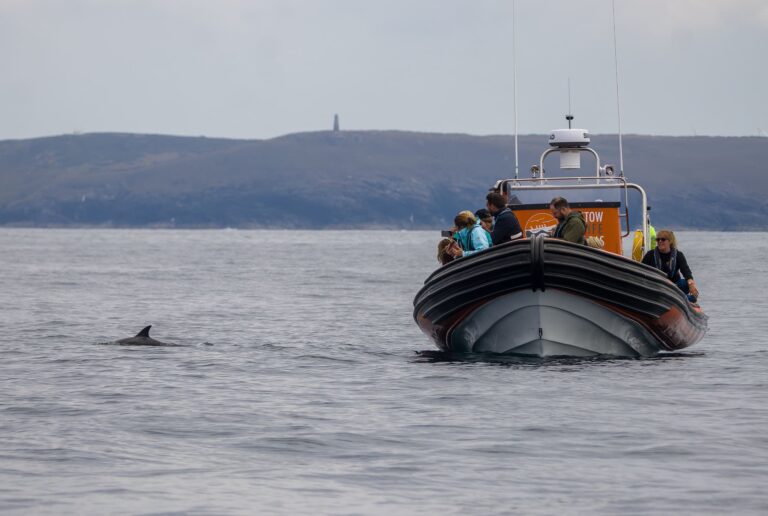 Padstow Sealife Safari rib from the front out at sea. People on the boat looking at dolphin popping out of water on the left of the image.