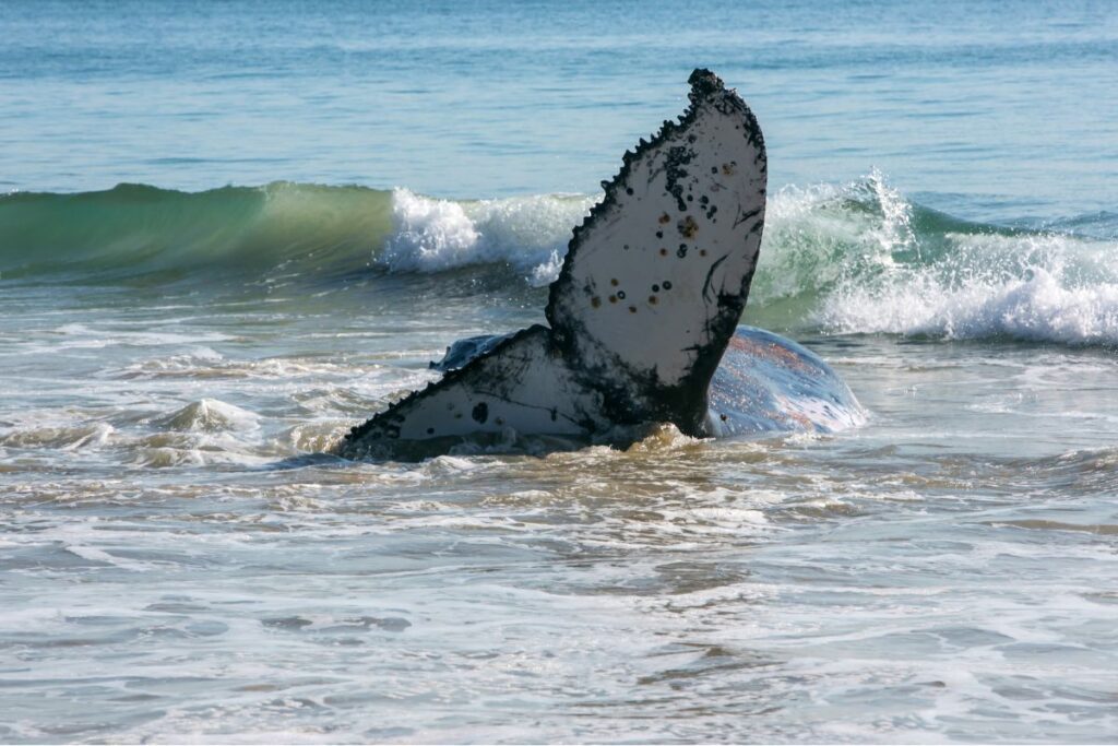 A whale gets stranded in shallow water on a beach