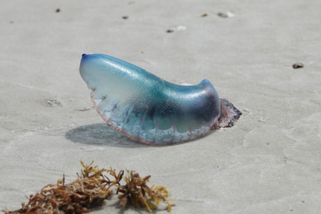 Portuguese man o' war beached siphonophore