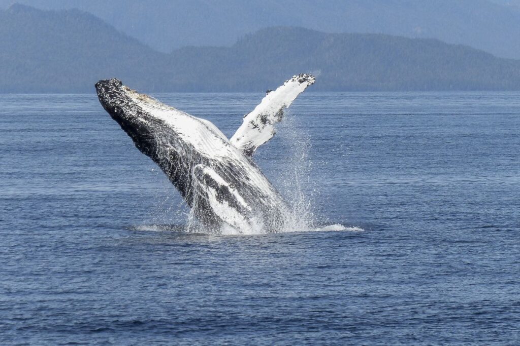 A whale breaching out of the ocean onto it's back