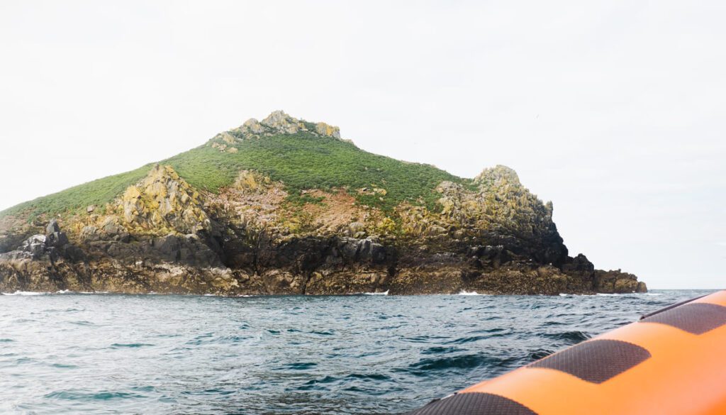 Where To See Seals in Cornwall: Top 12 Places To Spot Them 