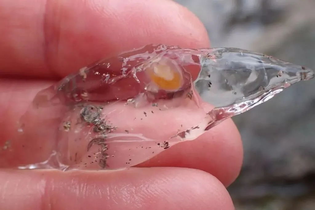 a singular sea salp found on the beach
