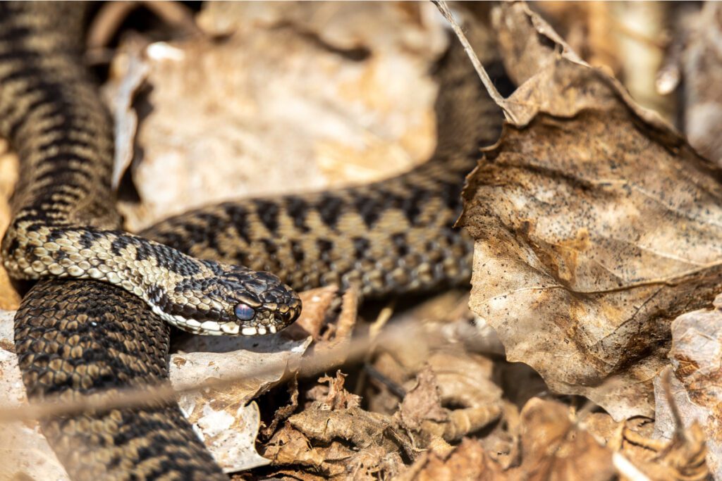 Close-up of an adder in cornwall with v-shaped patterns on it's scales in dry leaves
