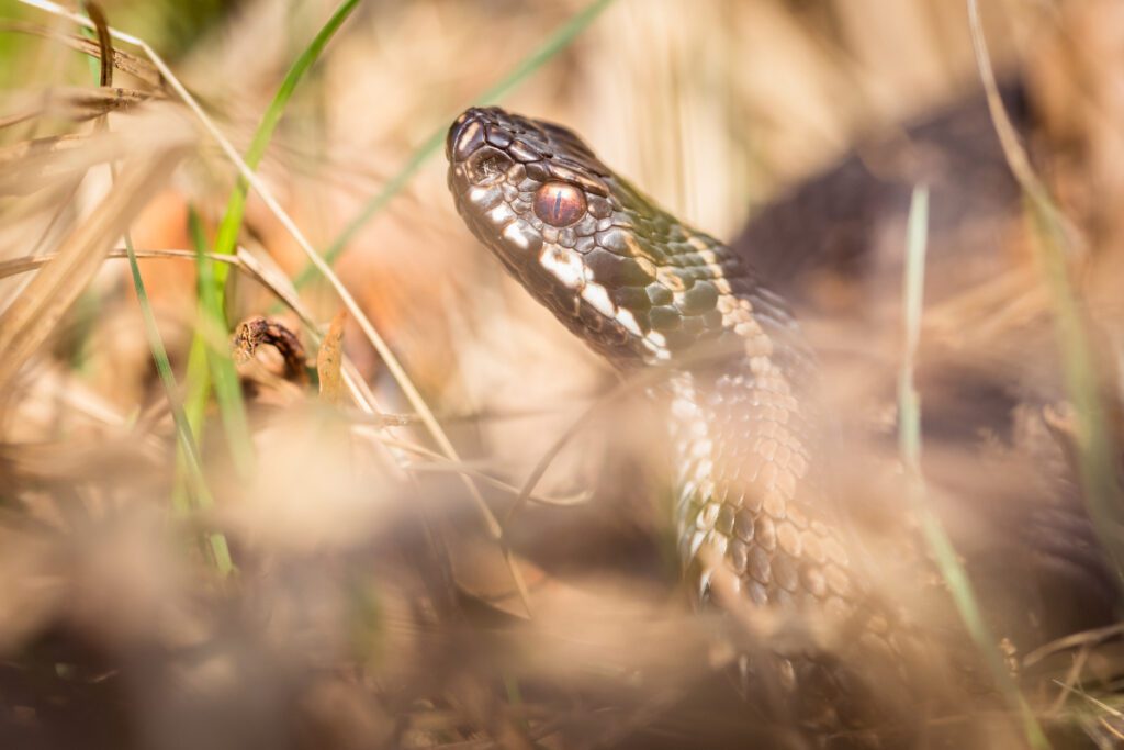 A venomous adder snake in dry grass, looking at the camera