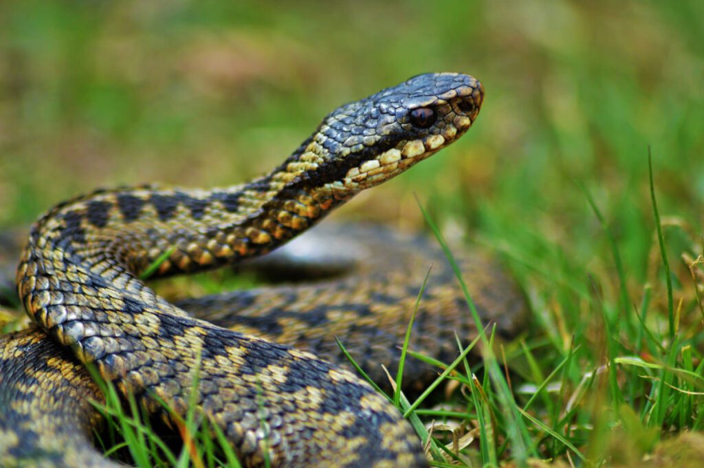 Close-up of an adder in Cornwall in green grass