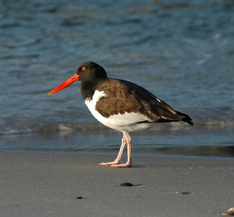 American Oystercatcher