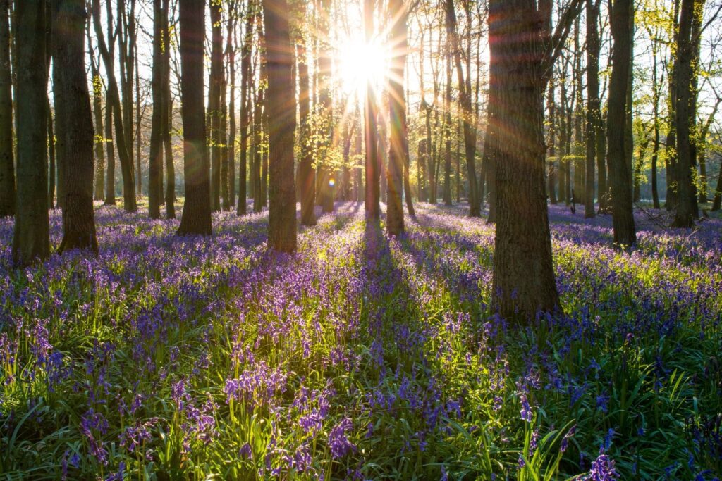 Bluebell woods in Cornwall