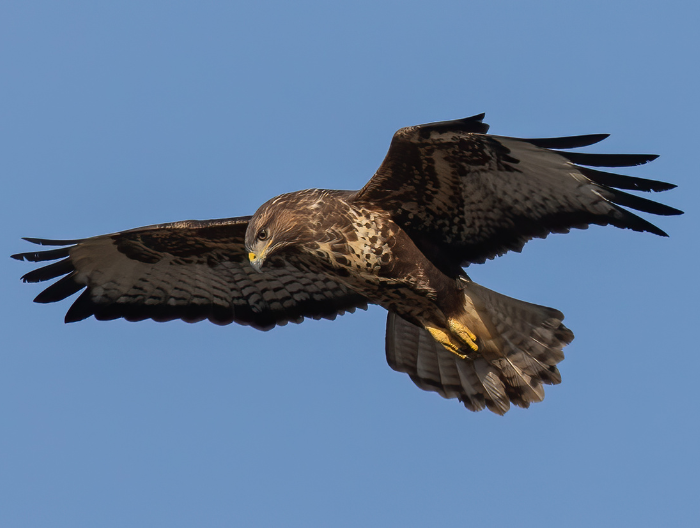 Buzzard bird flying preparing to attach prey