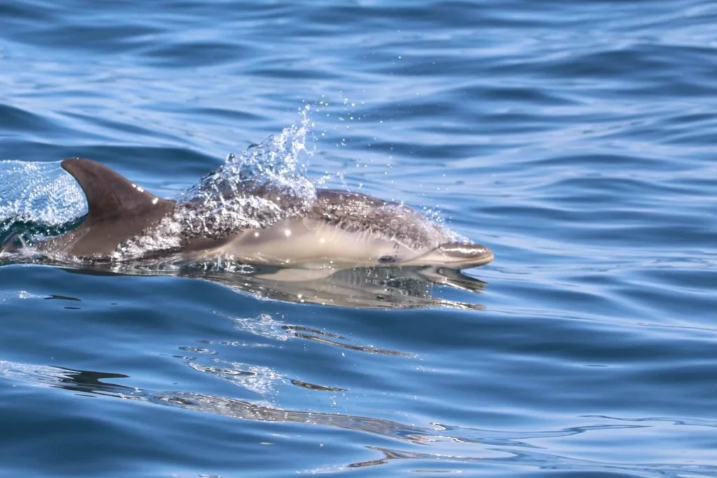 dolphin off the coast of cornwall