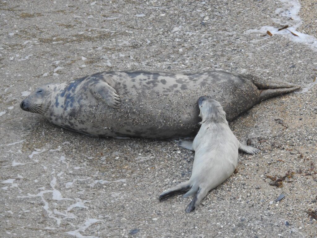 A wild grey seal pup getting a vital feed of milk from its mother