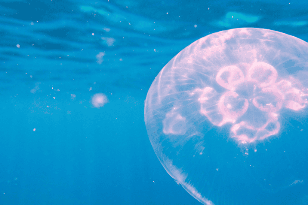 do moon jellyfish sting