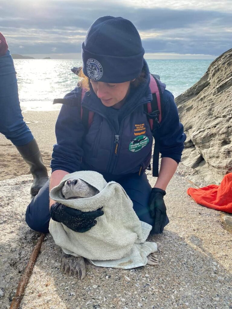 jenny padstow wildlife guide