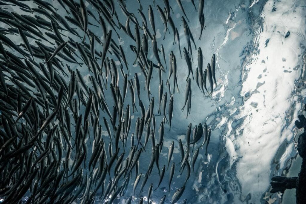 fish in cornwall underwater