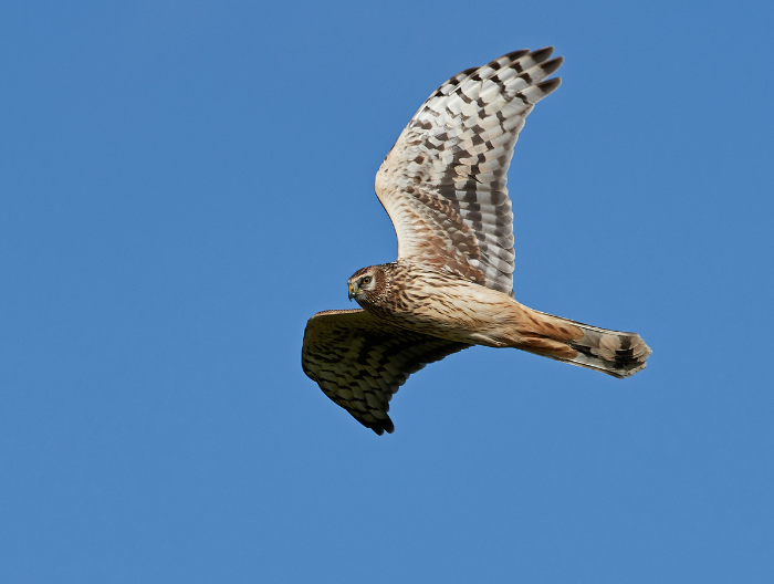 Hen harrier bird flying in the sky 