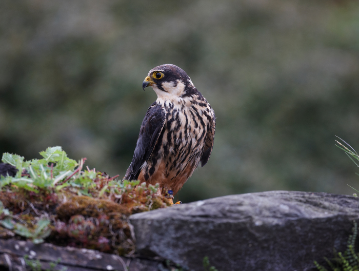 hobby bird sat on a rock looking behind itself