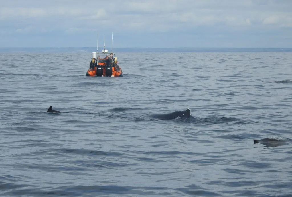 humpback whale migration to cornwall