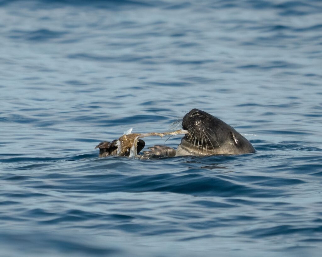 seal eating octopus laying on it's back in the water