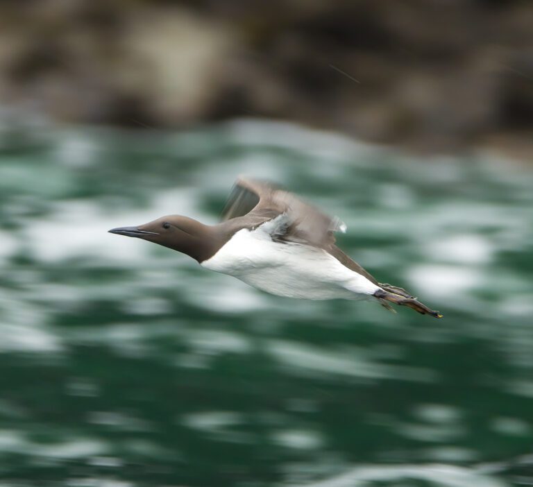 IMG 3951 SharpenAI Focus e1682593899181