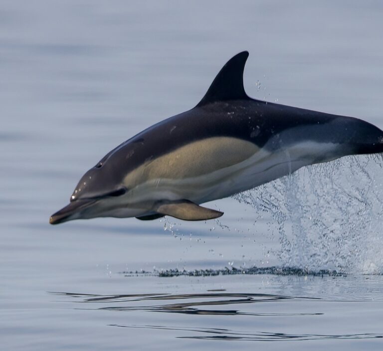 wildlife boat trips scilly isles