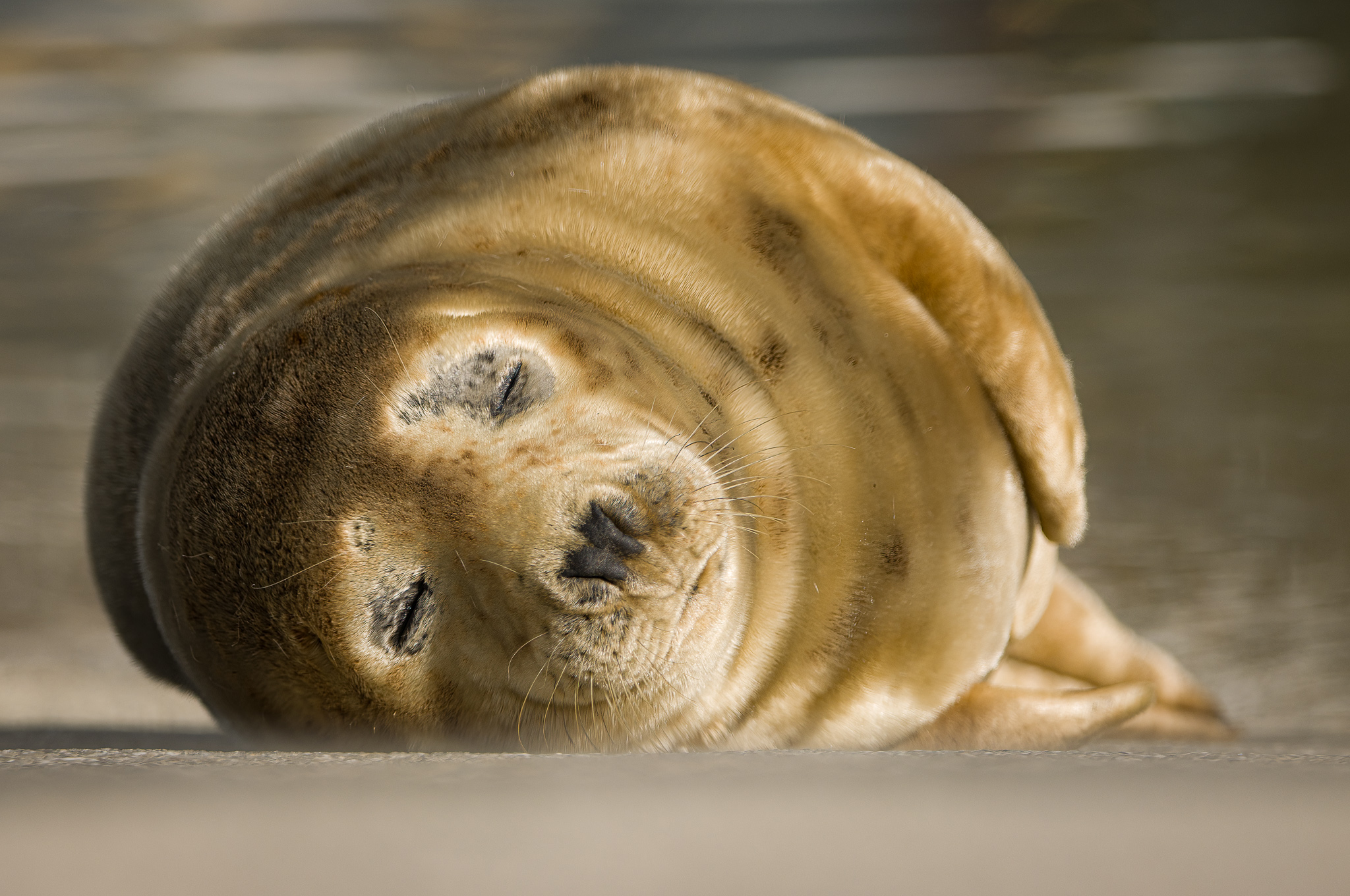 Close up of a seal sleeping