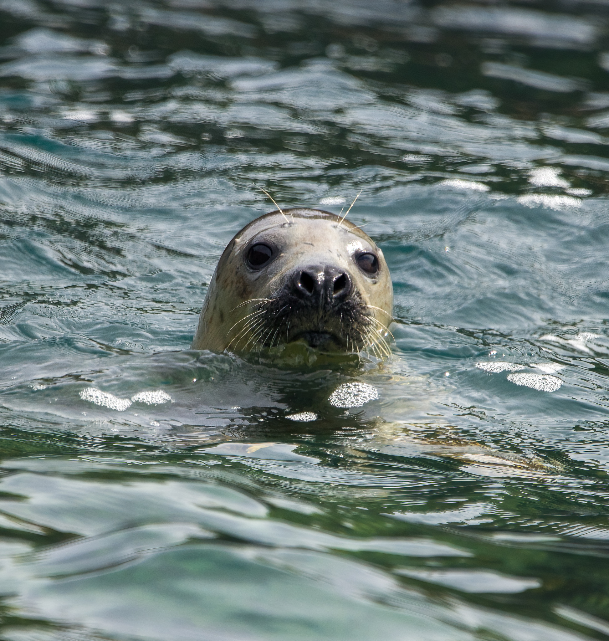 Seal poking its head up out of the sea