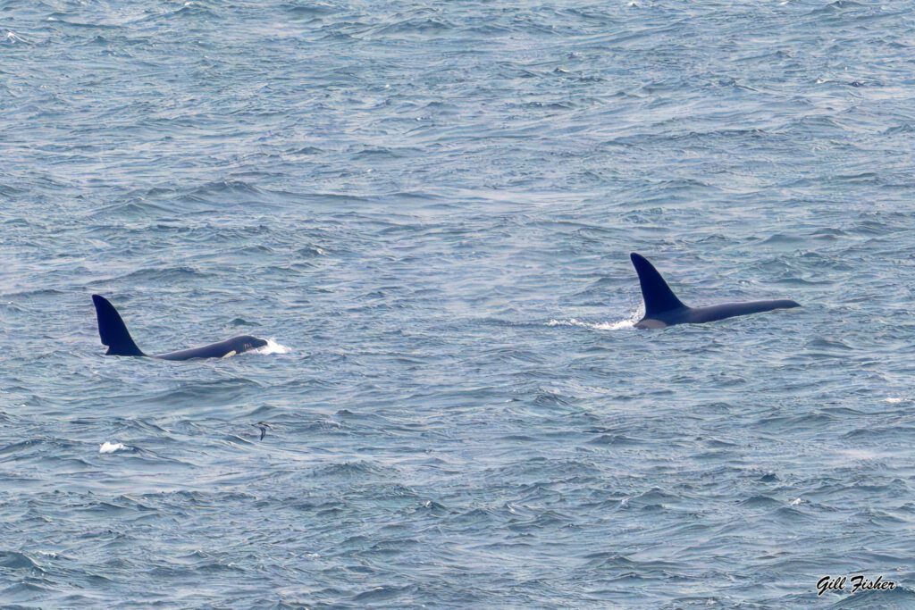 john coe and aquarius orca