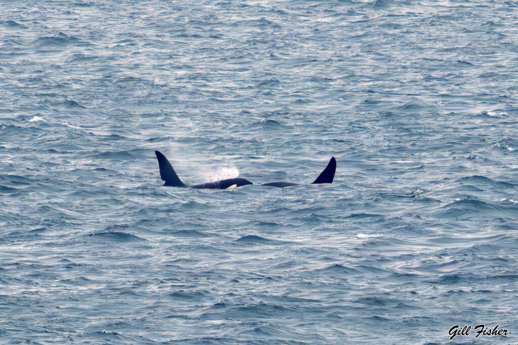Cornwall orcas