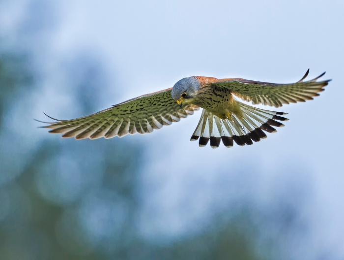 kestrel bird flying and preparing to catch prey