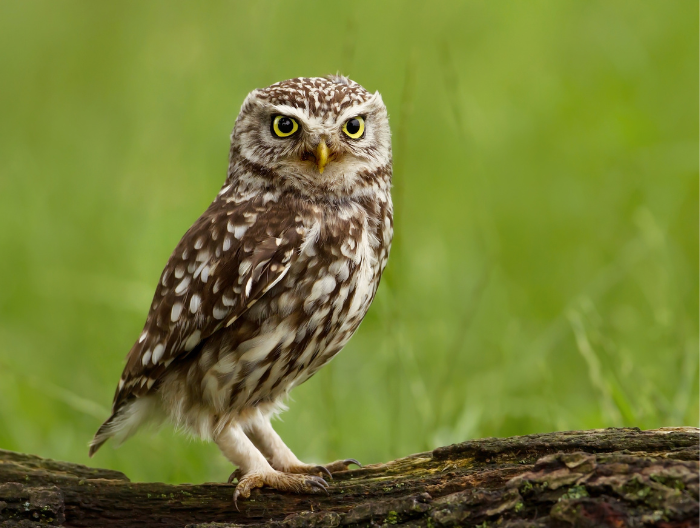 little owl sat on a tree with green grass in the background