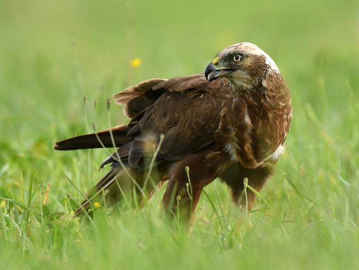 marsh harries bird sat in the grass