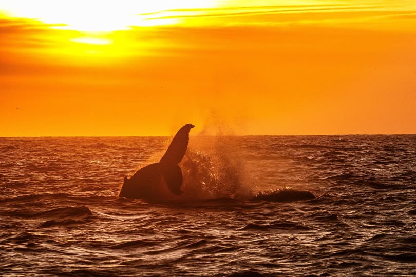 whale breaching in sunset