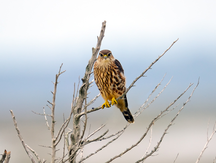 merlin bird sat in a tree during autumn