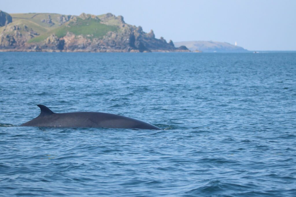 Minke Whale 1