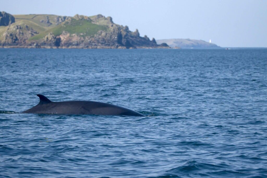 A minke whale spotted in Cornwall as part of a marine wildlife survey