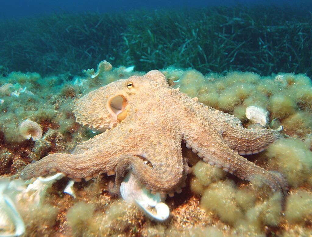 Octopus2 1