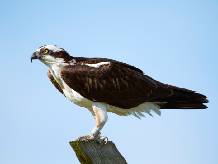 osprey bird sat on a tree trunk looking out