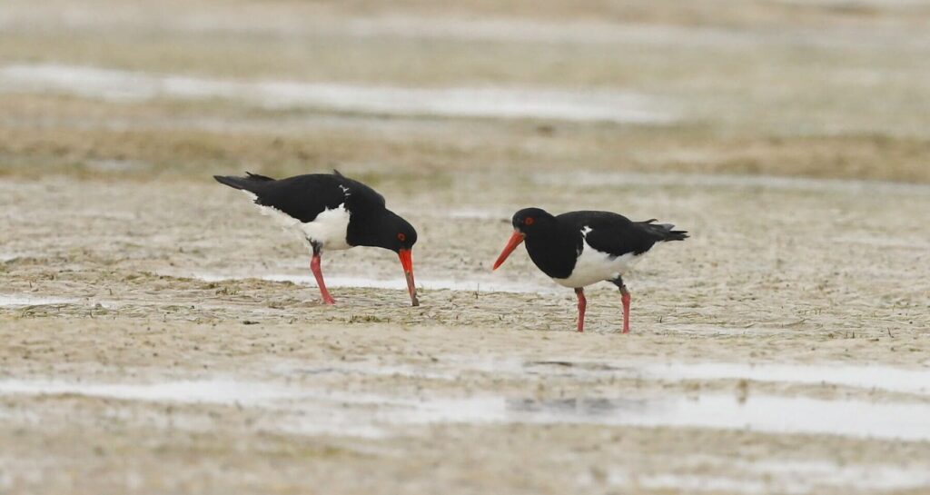 Oystercatcher bird