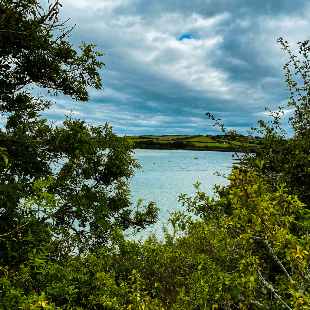 view of Padstow Estuary through the trees you can see the crystal clear water
