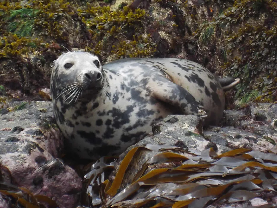 Grey seal laying on the rocks