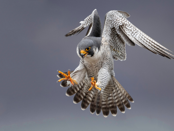 peregrine falcon in the air about to catch a prey