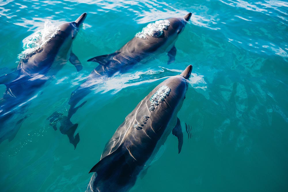 Dolphins in Cornwall Dolphin Spotting Padstow Sea Life Safari