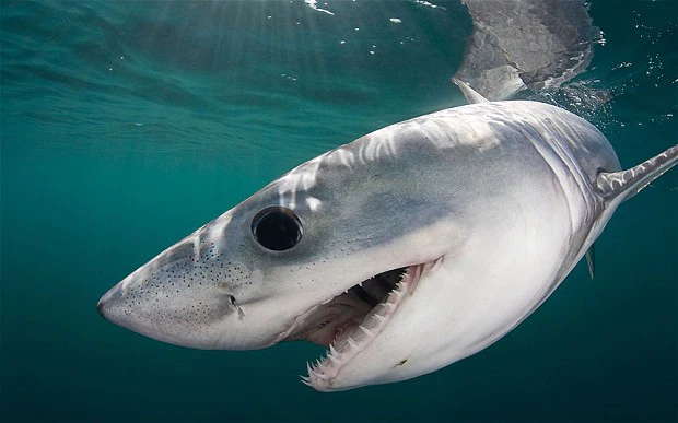 porbeagle shark