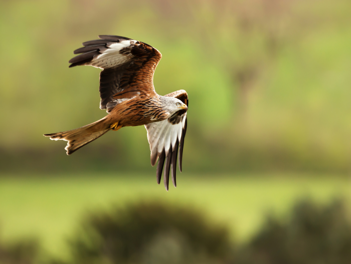 red kite flying through the air 